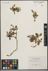 Foto von Salix petrophila Rydb.